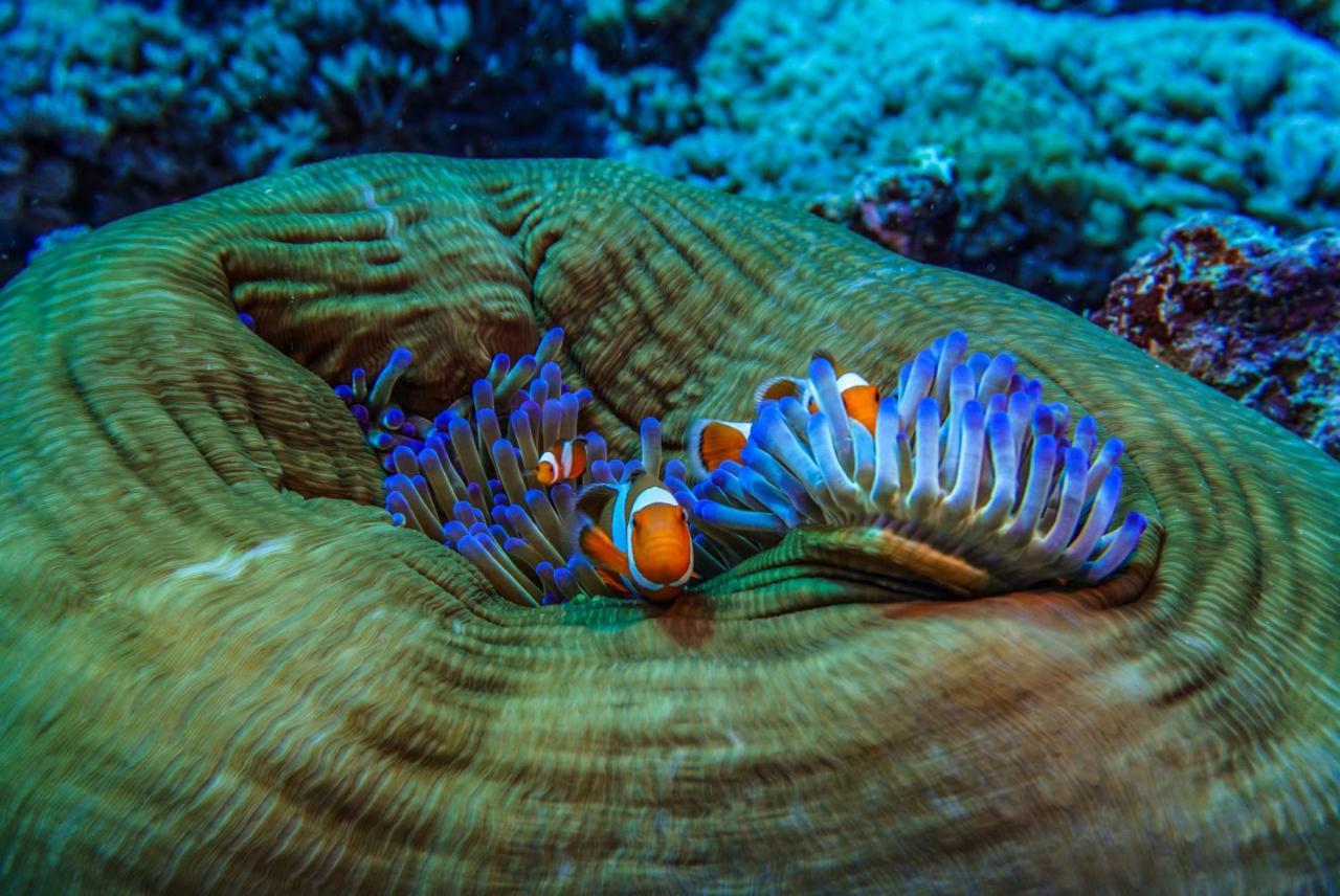 Divine Divers Gili Meno Exterior photo