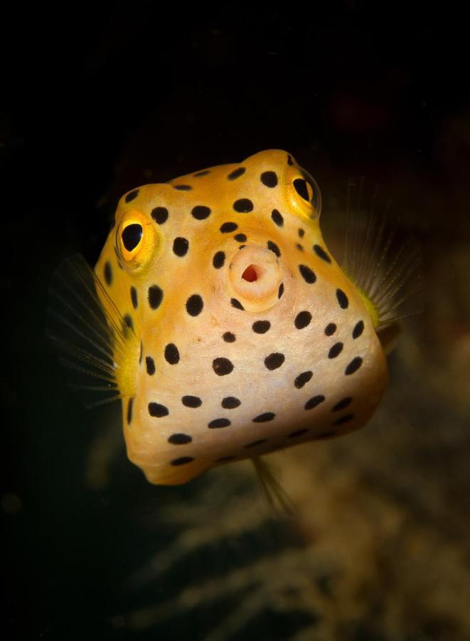 Divine Divers Gili Meno Exterior photo
