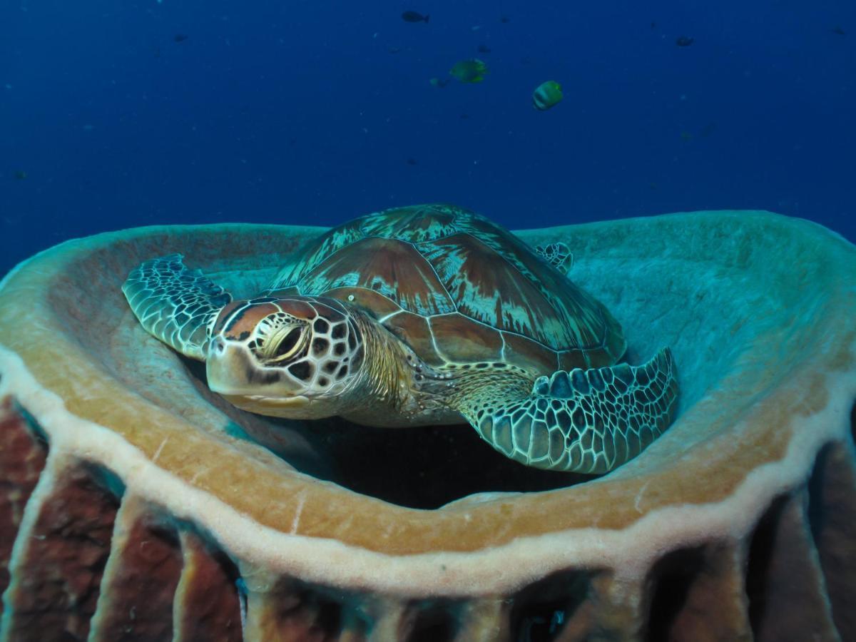 Divine Divers Gili Meno Exterior photo